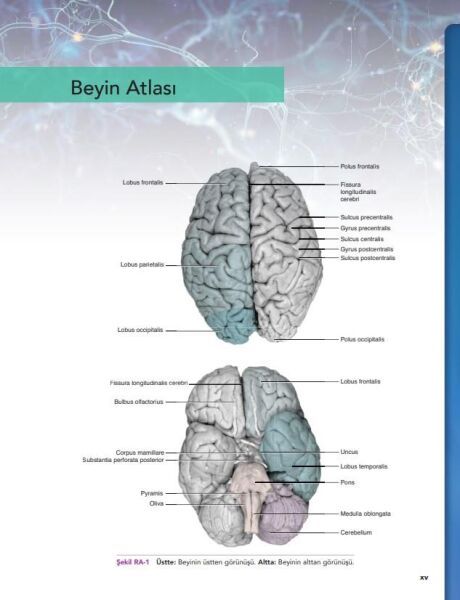 Snell Klinik Nöroanatomi