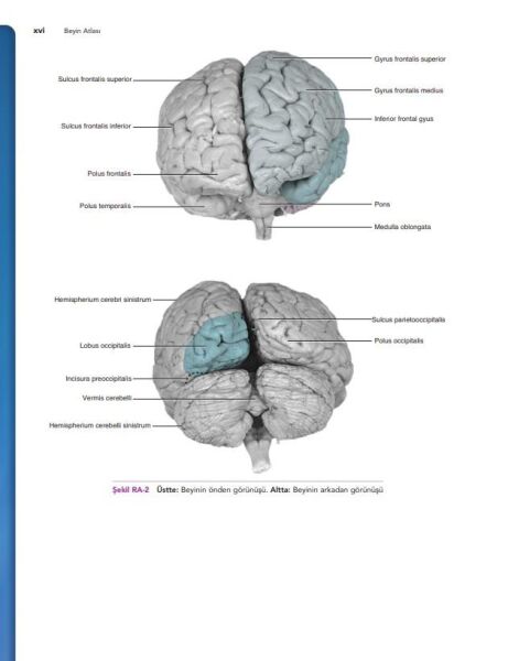 Snell Klinik Nöroanatomi