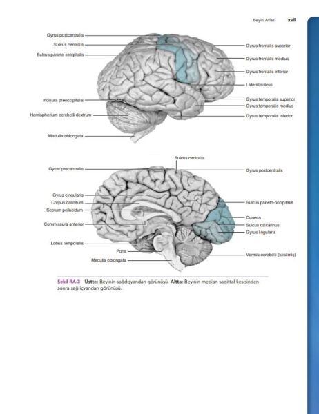Snell Klinik Nöroanatomi