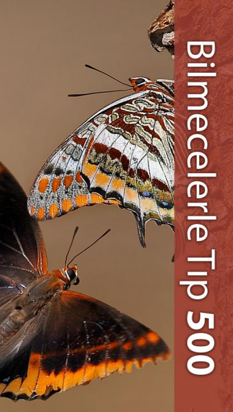 Bilmecelerle Tıp 500