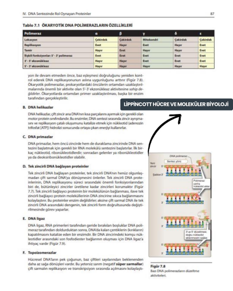 Lippincott® Temel Bilimler Seti 3 Kitap (Biyokimya & Fizyoloji & Hücre ve Moleküler Biyoloji)