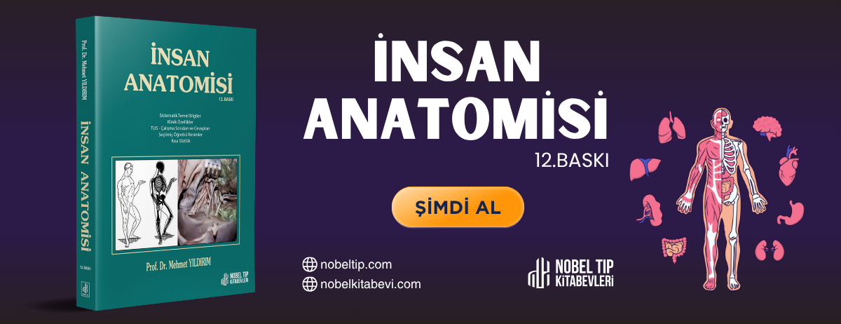 anatomi